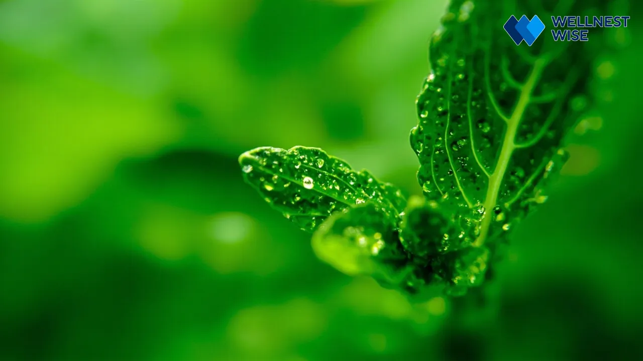 Macro photograph of a fresh, potent mint leaf showcasing antioxidant richness